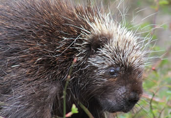 Porcupine