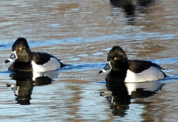 Ringneck ducks