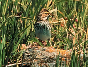 Savannah sparrow