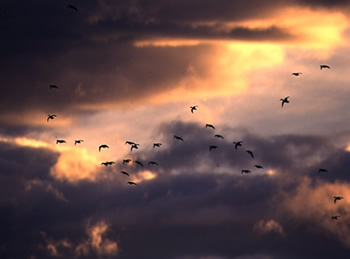 Ducks against sunset sky