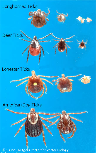 njdep division of fish wildlife longhorned ticks in heat light cover
