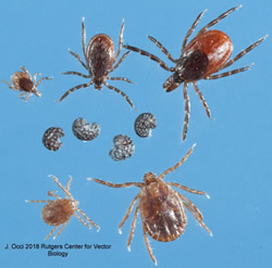 Comparison of deer tick and longhorned tick