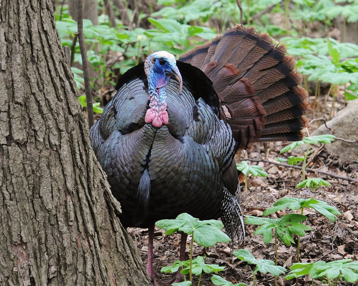 wild animals in new jersey