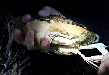 Measuring woodcock at night