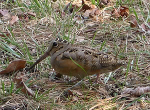 American woodcock