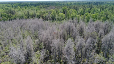 Stand of dead cedars