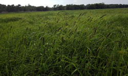 Seed heads provide waterfowl with high quality forage.