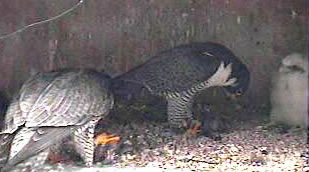 Two adults bring prey to feed chick