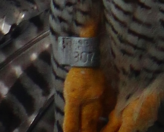 Close up of female's legband
