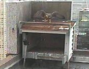 Fledgling exercising on nestbox