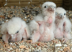 Three week-old chicks