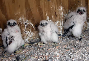 Three chicks in box after banding