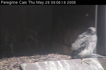 Chick at nestbox ramp