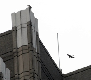 Perched and flying peregrines
