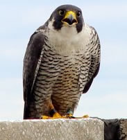 Adult male peregrine