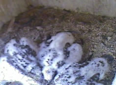 Chicks June 16
