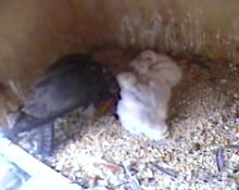 Chicks June 5