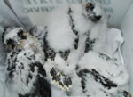 Peregrine chicks in box