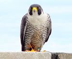 Perched adult