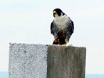 Peregrine perched above nestbox