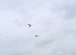 Adult peregrines in flight