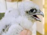 Close up of young female