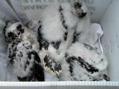 Peregrine chicks in box