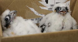 Chicks in box for banding