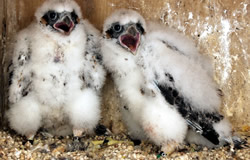 Chicks back in nestbox