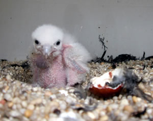 Newly hatched chick