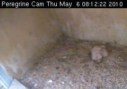 Peregrines just after feeding