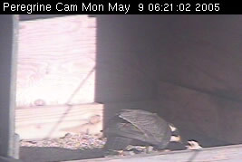 Peregrine chick being fed