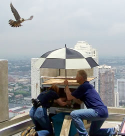 Chicks are returned to nestbox