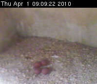 Four eggs in nestbox
