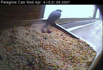 Webcam view of eggs