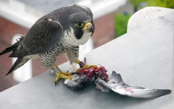 Peregrine eating pigeon