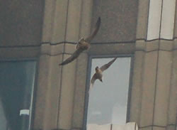 Fledgling chasing adult