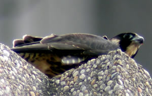 Fledgling resting on ledge