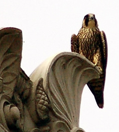 Fledgling perched on building