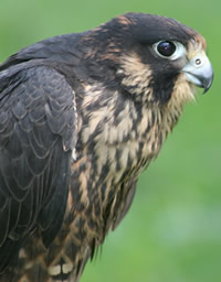 Fledgling in West Virginia