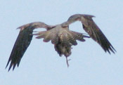 Falcon with prey