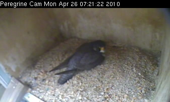 Peregrine on eggs