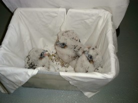 Chicks prior to banding