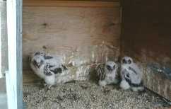 Three chicks in nestbox