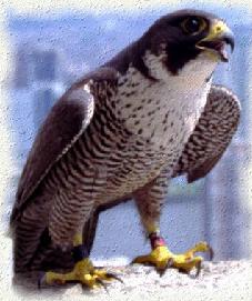 Peregrine falcon