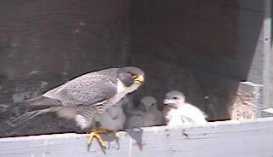 Peregrine parent with chicks