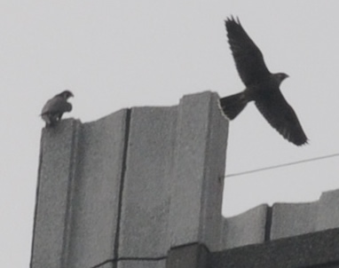 Peregrines in flight and perched
