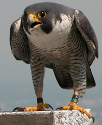 Male perched showing bands