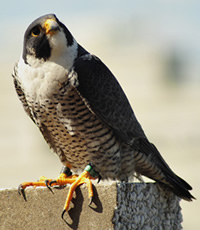 Male peregrine perched