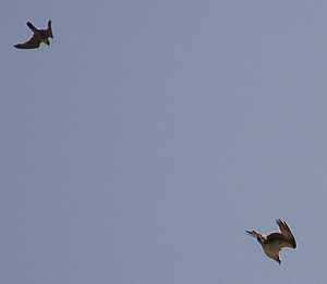 Peregrine pursues osprey